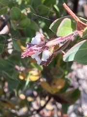 Arctostaphylos catalinae