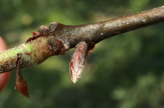Quercus × leana