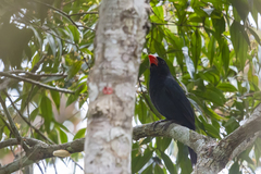 Saltator fuliginosus