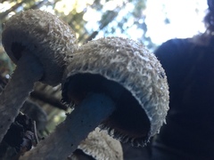 Lacrymaria asperospora