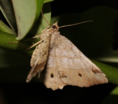 Chiasmia monticolaria