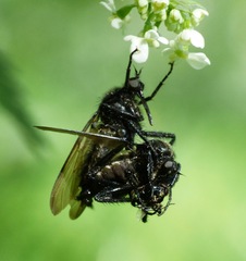 Empis ciliata