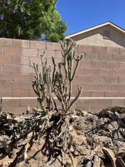 Cylindropuntia imbricata