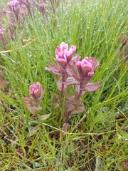 Castilleja ambigua humboldtiensis