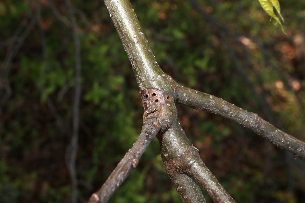 Zapatella davisae