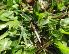 Plectroctena mandibularis