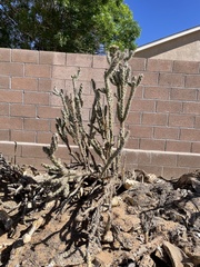 Cylindropuntia imbricata
