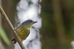 Dysithamnus stictothorax