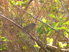 Prunella modularis occidentalis