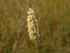 Alopecurus arundinaceus