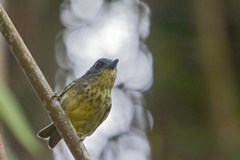 Dysithamnus stictothorax