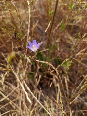 Brodiaea orcuttii