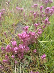 Castilleja ambigua humboldtiensis