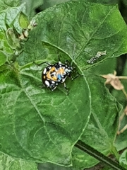 Stenozygum alienatum