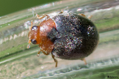Scymnus ferrugatus