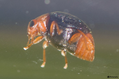 Scymnus ferrugatus