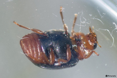 Scymnus ferrugatus