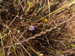 Brodiaea orcuttii