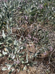 Eriodictyon traskiae traskiae