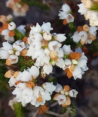 Erica subdivaricata