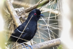 Pyriglena leucoptera