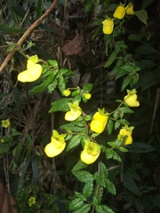 Calceolaria sparsiflora