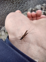 Rhithrogena germanica