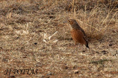 Chersomanes albofasciata albofasciata
