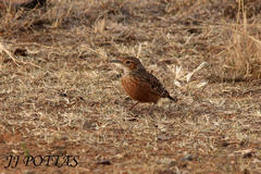 Chersomanes albofasciata albofasciata
