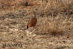 Chersomanes albofasciata albofasciata