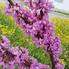 Cercis siliquastrum