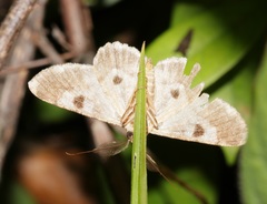 Cleora repulsaria