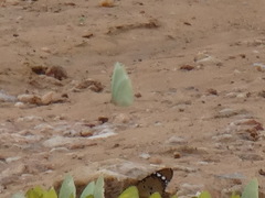 Catopsilia florella