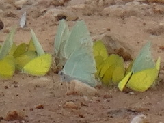 Catopsilia florella