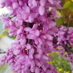 Cercis siliquastrum
