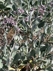 Eriodictyon traskiae traskiae