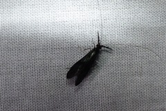 Mystacides azureus