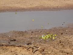 Catopsilia florella