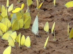 Catopsilia florella