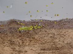 Catopsilia florella
