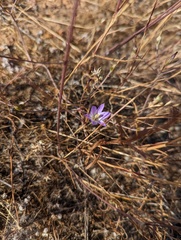 Brodiaea orcuttii