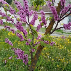 Cercis siliquastrum