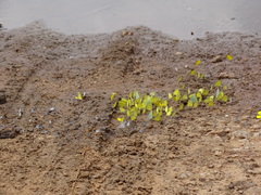 Catopsilia florella