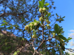 Diospyros texana