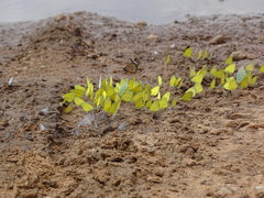 Catopsilia florella