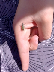 Astylus vittaticollis