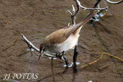 Acrocephalus scirpaceus hallae