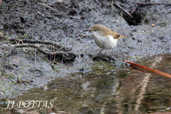 Acrocephalus scirpaceus hallae