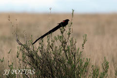 Euplectes progne progne