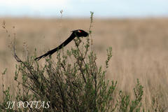 Euplectes progne progne